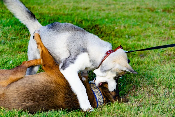 Cachorro Miniatura Husky Cães Brincam Com Outro Alarido Alegre Relações — Fotografia de Stock