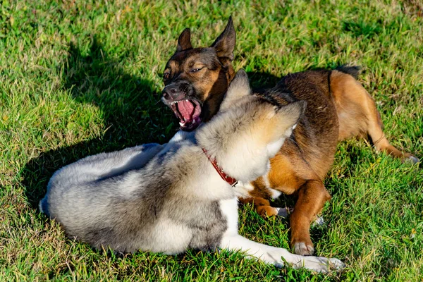 Valp Miniatyr Husky Hundar Leka Med Varandra Merry Bråk Harmoniska — Stockfoto