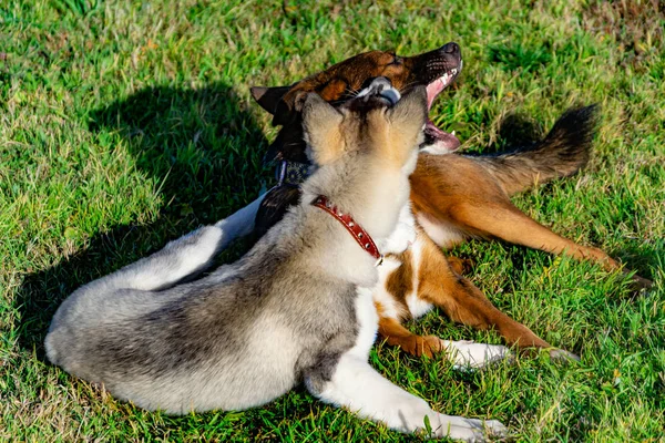 Köpek Yavrusu Minyatür Husky Köpekler Play Birbirlerine Neşeli Gürültü Patırtı — Stok fotoğraf