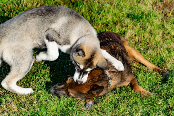 Cachorro Miniatura Husky Cães Brincam Com Outro Alarido Alegre Relações — Fotografia de Stock