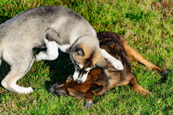 Valp Miniatyr Husky Hundar Leka Med Varandra Merry Bråk Harmoniska — Stockfoto