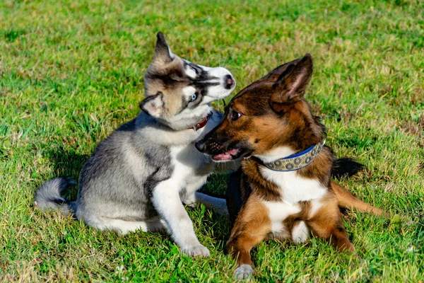 Štěně Miniaturní Husky Psi Navzájem Veselé Povyk Harmonické Vztahy Korekce — Stock fotografie