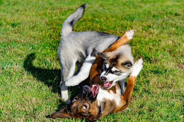 Husky Kiskutya Miniatűr Kutyák Játszanak Egymással Boldog Zaj Harmonikus Kapcsolatok — Stock Fotó