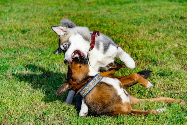 Štěně Miniaturní Husky Psi Navzájem Veselé Povyk Harmonické Vztahy Korekce — Stock fotografie