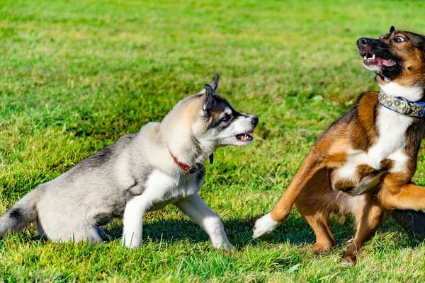 Cucciolo Miniatura Husky Cani Giocano Con Altro Trambusto Allegro Relazioni — Foto Stock