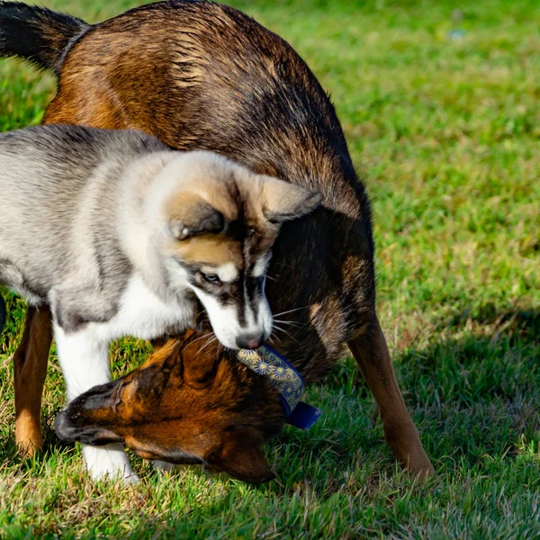 Cachorro Miniatura Husky Cães Brincam Com Outro Alarido Alegre Relações — Fotografia de Stock