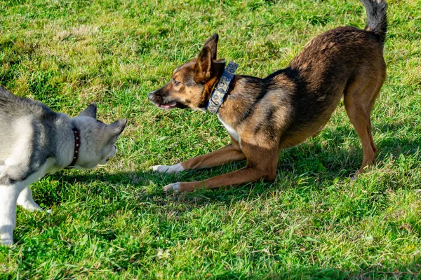 Miniaturowe Szczeniak Husky Psy Grać Sobą Wesołych Zamieszanie Harmonijnych Stosunków — Zdjęcie stockowe