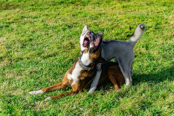 子犬ミニチュア ハスキー お互い 陽気な騒ぎ 調和のとれた関係 行動と攻撃の補正と遊ぶ 従順なペットは その所有者のコマンドを実行します 吠えることからの救出 — ストック写真