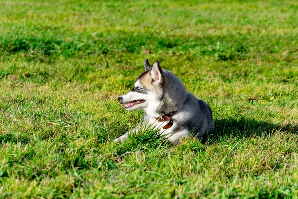 Puppy Miniature Husky Dogs Play Each Other Merry Fuss Harmonious — Stock Photo, Image