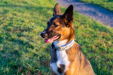 El yapımı yaka ile genç enerjik melez köpek çayır yürür. Doğru davranış, itaatkar pet sahibi komutları gerçekleştirir..