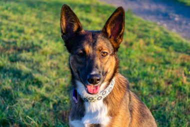 El yapımı yaka ile genç enerjik melez köpek çayır yürür. Doğru davranış, itaatkar pet sahibi komutları gerçekleştirir..