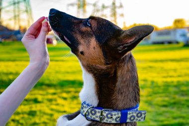 El yapımı yaka ile genç enerjik melez köpek çayır yürür. Doğru davranış, itaatkar pet sahibi komutları gerçekleştirir..