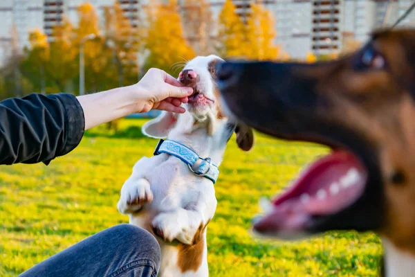 Dachshund Double Marble Young Energetic Dog Handmade Collar Walks Meadow — Stock Photo, Image