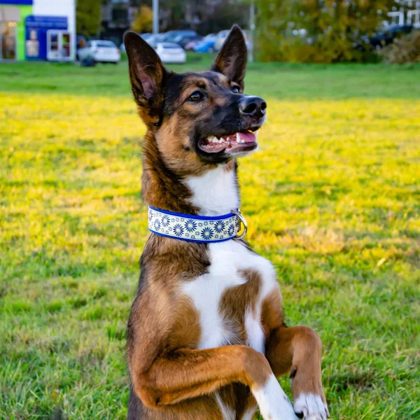 El yapımı yaka ile genç enerjik melez köpek çayır yürür. Doğru davranış, itaatkar pet sahibi komutları gerçekleştirir..