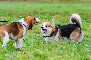Beagle ve corgi pembroke. Genç enerjik köpek çayır yürür. Köpekler birbirlerine, orrection davranış, agresif, ısırık ve kabuk ile oynamak.