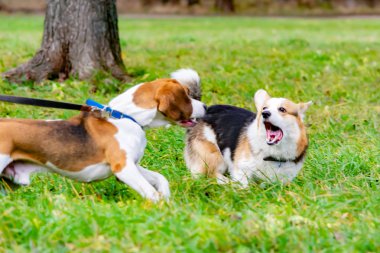 Beagle ve corgi pembroke. Genç enerjik köpek çayır yürür. Köpekler birbirlerine, orrection davranış, agresif, ısırık ve kabuk ile oynamak.