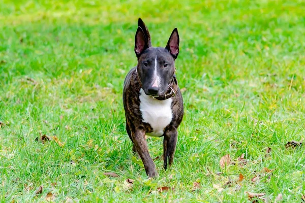 Miniatura Bull Terrier Jovem Cão Enérgico Caminha Prado Relação Harmoniosa — Fotografia de Stock