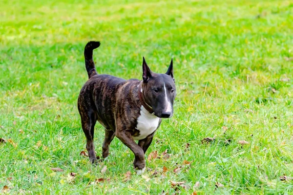 微型斗牛犬 年轻的精力充沛的狗走在草地上 与狗的和谐关系 教育与培训 — 图库照片