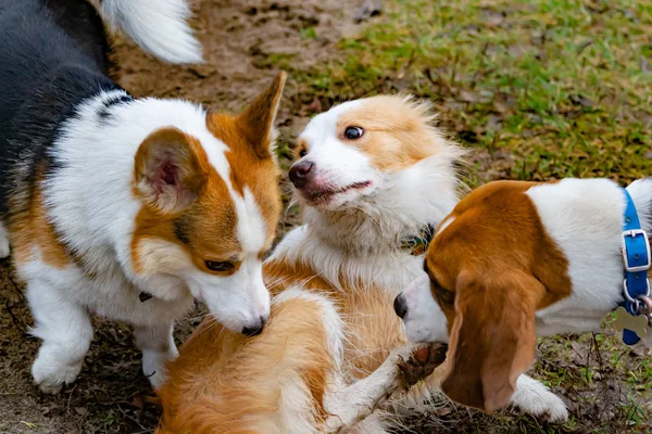 Border Collie Beagle Och Corgi Pembroke Ung Energisk Hund Promenader — Stockfoto