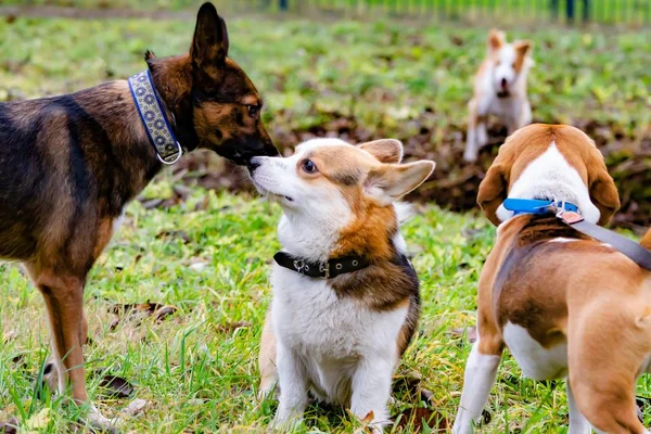 Beagle Corgi Pembroke Young Energetic Dog Walks Meadow Dogs Play — Stock Photo, Image