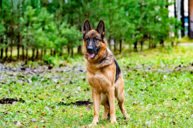 Parkta bir yürüyüş üzerinde eski Alman çoban köpeği. Köpek sahibi komutlara dinler. Köpek ile uyumlu ilişki: eğitim ve öğretim. ayakta