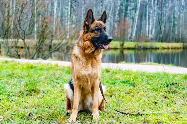 Old German Shepherd Dog Sitting on the Pond. Harmonious relationship with the dog: education and training.
