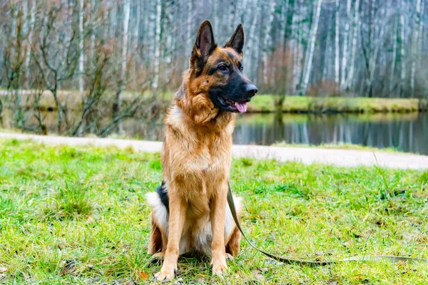 Viejo Perro Pastor Alemán Sentado Estanque Relación Armoniosa Con Perro — Foto de Stock