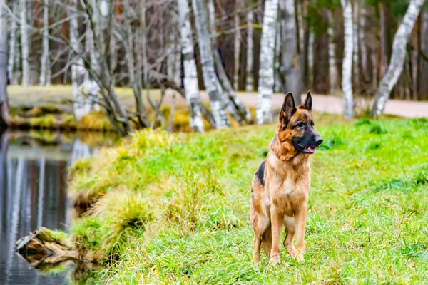 Old German Shepherd Dog standing on the Pond. Harmonious relationship with the dog: education and training