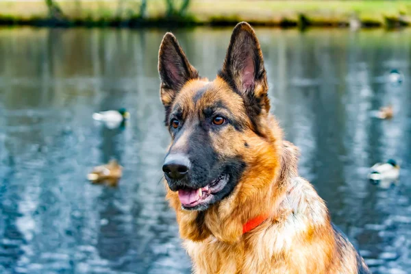 Viejo Pastor Alemán Retrato Sobre Fondo Estanque Con Patos Relación — Foto de Stock