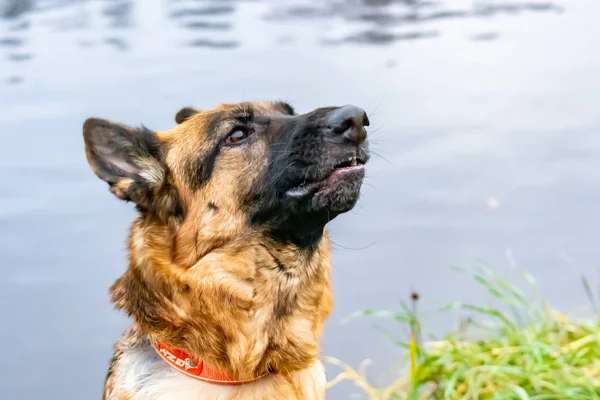 老德国牧羊犬 在池塘的背景上的肖像与鸭子 与狗和谐的关系 教育和培训 — 图库照片