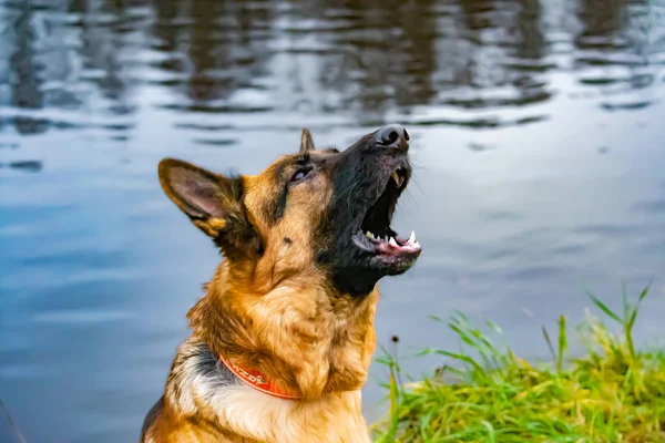 Eski Alman çoban köpeği. Portre arka plan ördekleri bir gölet üzerinde. Köpek ile uyumlu ilişki: eğitim ve training.dog soyulmuş kabuk