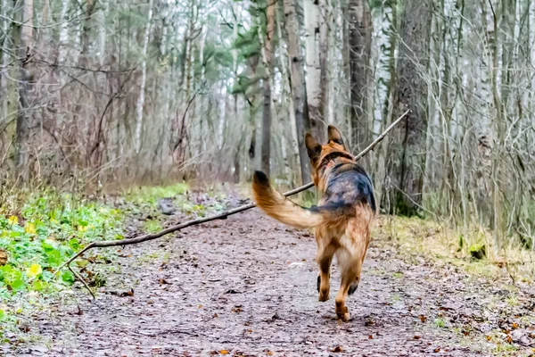 Old German Shepherd on a walk in the park. The dog listens to the commands of its owner.Harmonious relationship with the dog: education and training. running for the stick