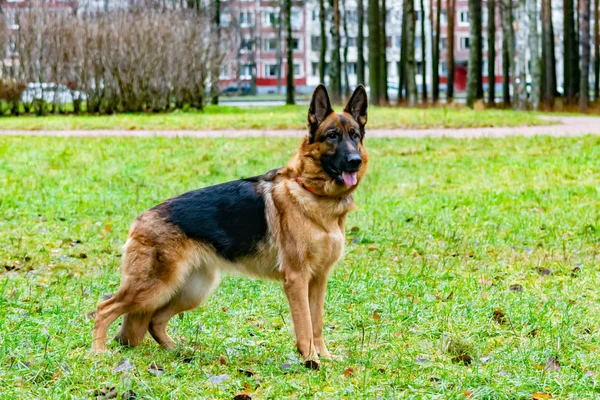 Oud Duitse Herder Een Wandeling Het Park Hond Luistert Naar — Stockfoto