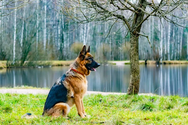 Old German Shepherd Dog Sitting on the Pond. Harmonious relationship with the dog: education and training.