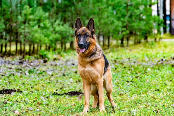 Parkta Bir Yürüyüş Üzerinde Eski Alman Çoban Köpeği Köpek Sahibi — Stok fotoğraf