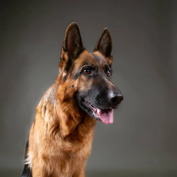 Alegre Perro Alegre Sobre Fondo Gris Pastor Alemán Estudio Sesión — Foto de Stock