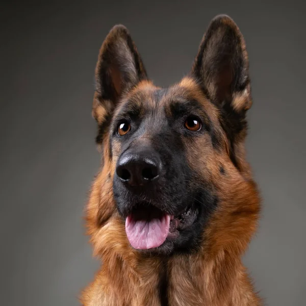Fröhlicher Kecker Hund Auf Grauem Grund Schäferhund Studiofotosession — Stockfoto
