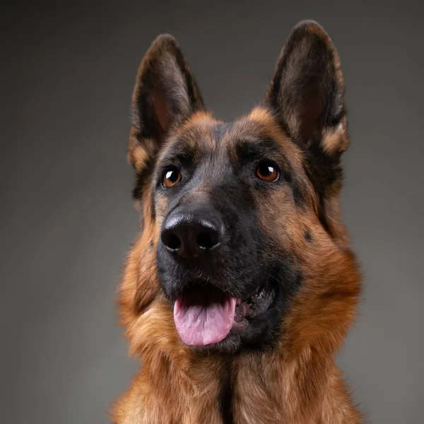 Vrolijke Parmantig Hond Een Grijze Achtergrond Duitse Herder Studio Fotosessie — Stockfoto