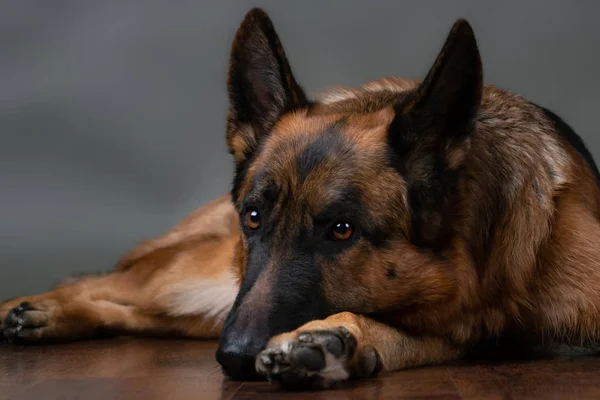 Θλιμμένοι Σκυλί Γκρι Φόντο Σκύλος Είναι Αναστατωμένος Ότι Ιδιοκτήτης Έχει — Φωτογραφία Αρχείου