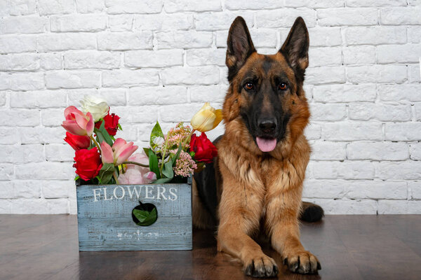 Cheerful perky dog on a brick background. German Shepherd with a bouquet of flowers. Cute little face.  Studio photo session. Languid expectation of the meeting