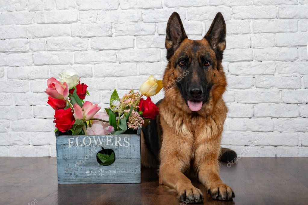 Cheerful perky dog on a brick background. German Shepherd with a bouquet of flowers. Cute little face.  Studio photo session. Languid expectation of the meeting