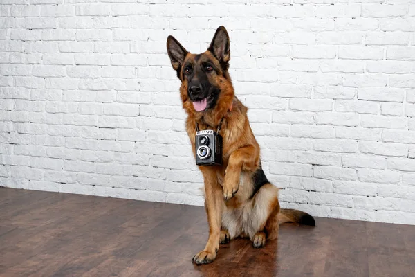 Glad Busig Hund Tegel Bakgrund Tysken Fåraherde Söta Lilla Ansikte — Stockfoto