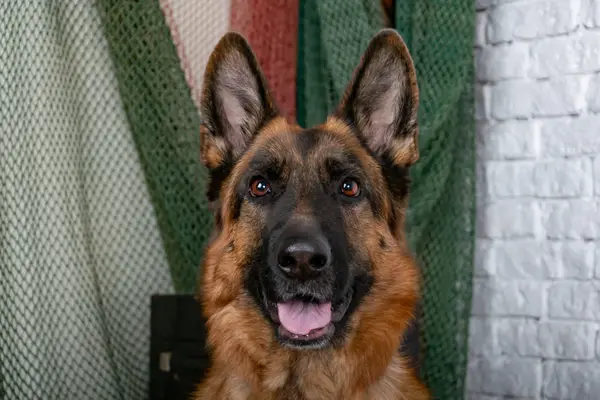 Vrolijke Parmantig Hond Een Achtergrond Van Baksteen Duitse Herder Leuk — Stockfoto