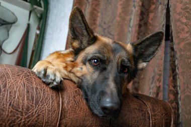 Alman çoban köpeği bir deri sandalyede oturuyor. Nasıl bir köpek sipariş öğretmek. Evcil hayvan mobilya ganimet, sandalye (döşeme), pislikler gözyaşları.