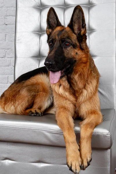 Berger Allemand Assis Sur Une Chaise Cuir Comment Apprendre Chien — Photo