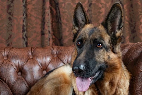 Schäferhund Auf Einem Lederstuhl Sitzend Wie Man Einem Hund Das — Stockfoto