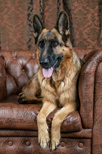 Schäferhund Auf Einem Lederstuhl Sitzend Wie Man Einem Hund Das — Stockfoto