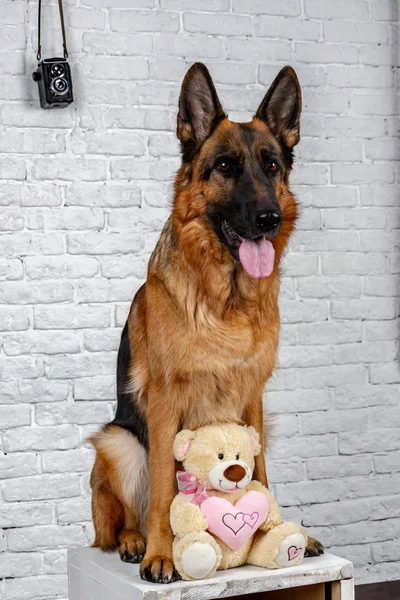 Dog photographer. German Shepherd with a vintage camera  a teddy bear, photo session in the studio. Pet makes the command \