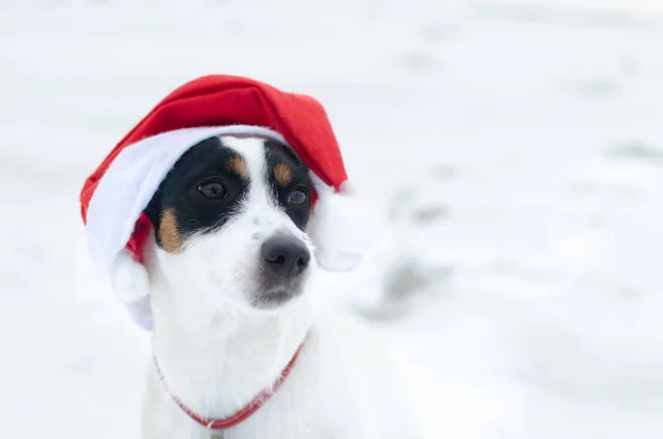 Zdjęcie Młodych Jack Russell Terrier Czapce Mikołaja Białym Tle Szczęśliwego — Zdjęcie stockowe