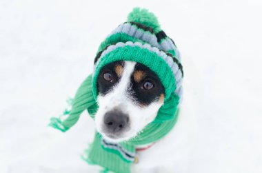 Üzgün Jack Russell Terrier köpek bir yeşil şapka ve atkı ördü. Kış giysileri köpekler için.